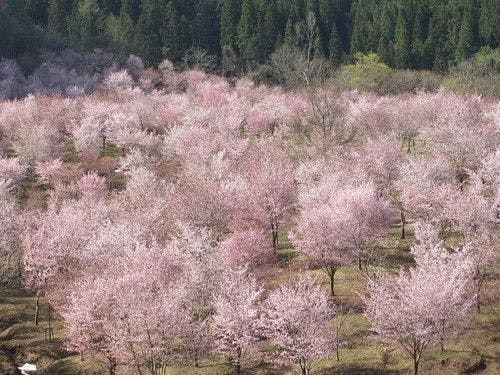 春のアクティビティ例／教えて！裏磐梯