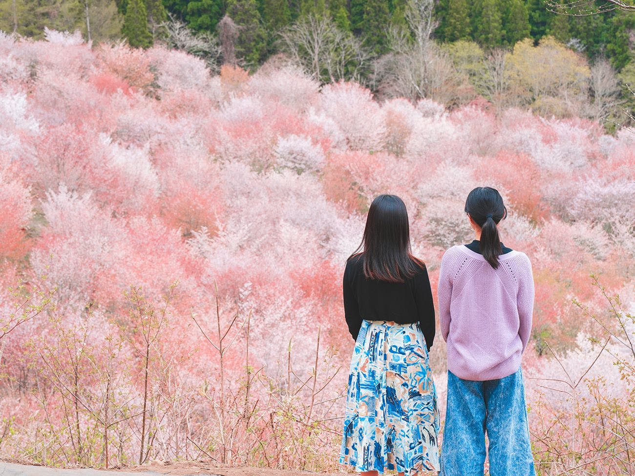 【桜峠】3,000本もの桜が咲き誇る名所