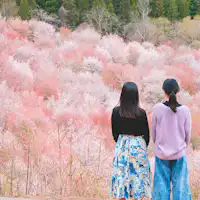 【桜峠】3,000本もの桜が咲き誇る名所