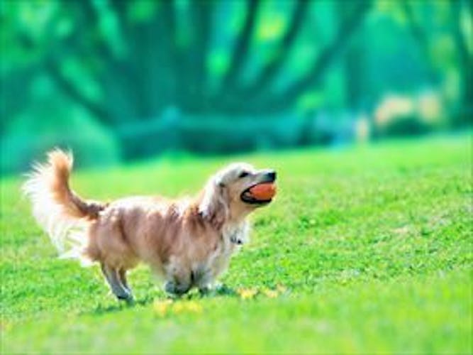 湯布院や別府など大分県でペットと泊まれる宿11選 Iisentaku