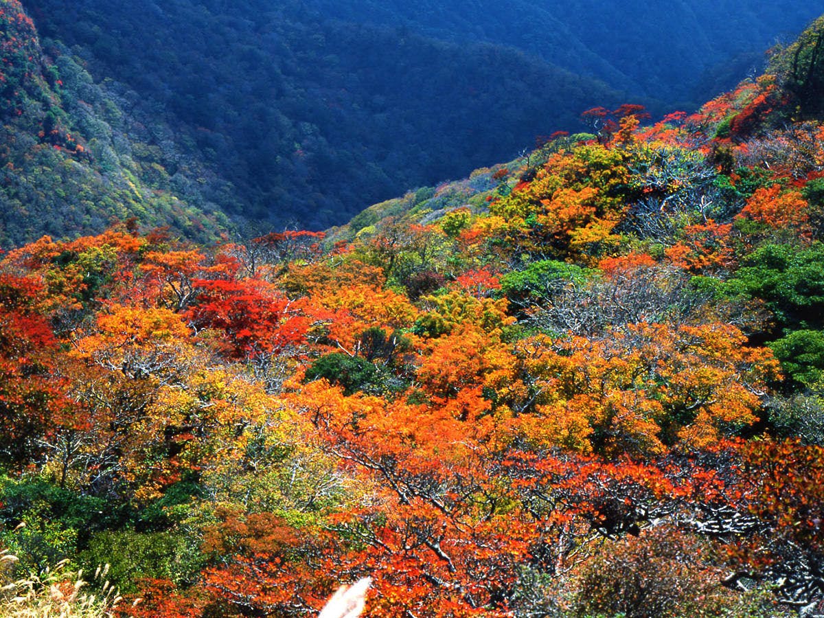 ทิวทัศน์ฤดูใบไม้ร่วงที่งดงามตระการตา