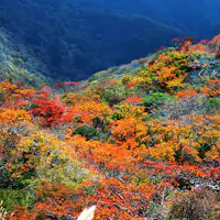 ทิวทัศน์ฤดูใบไม้ร่วงที่งดงามตระการตา