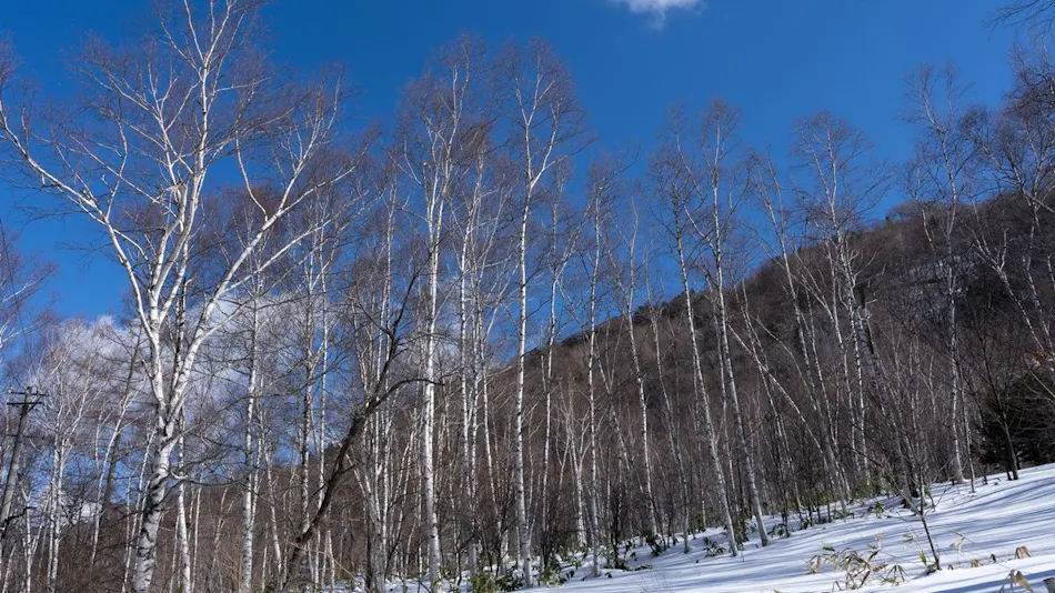 Shirahone Onsen Konashi no Yu Sasaya