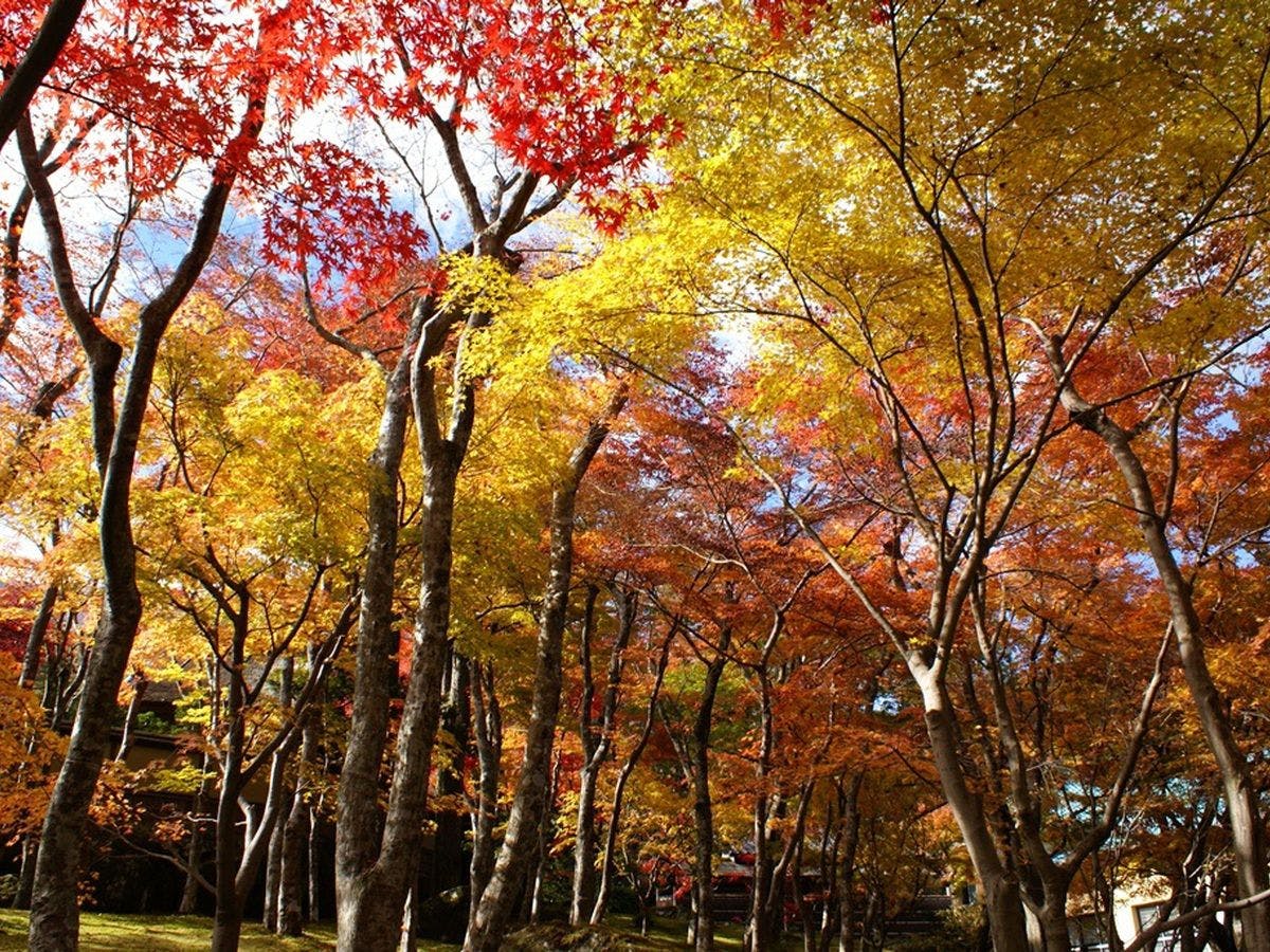 【周辺観光】箱根美術館の紅葉（11月）