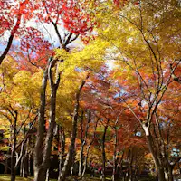 【주변 관광】하코네 미술관의 단풍 (11월)