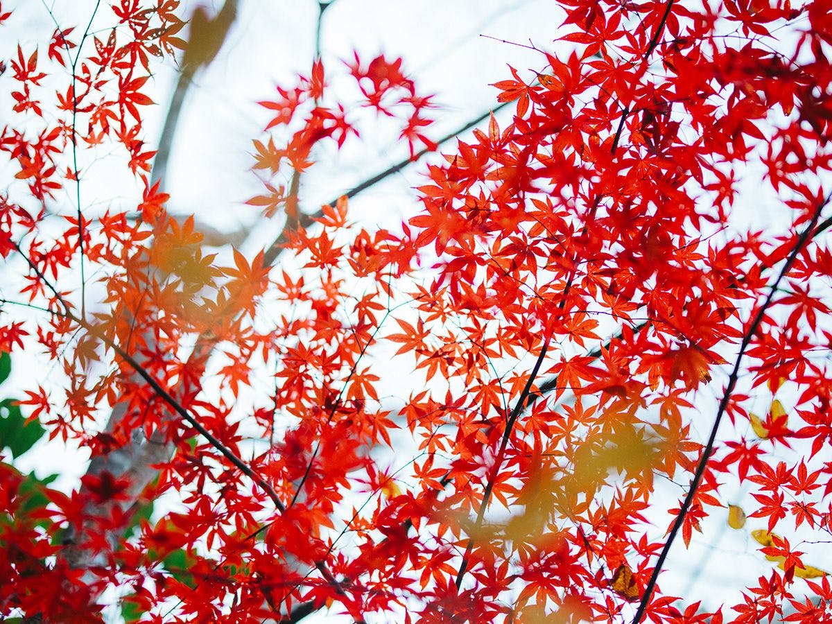 黒川温泉 黒川荘