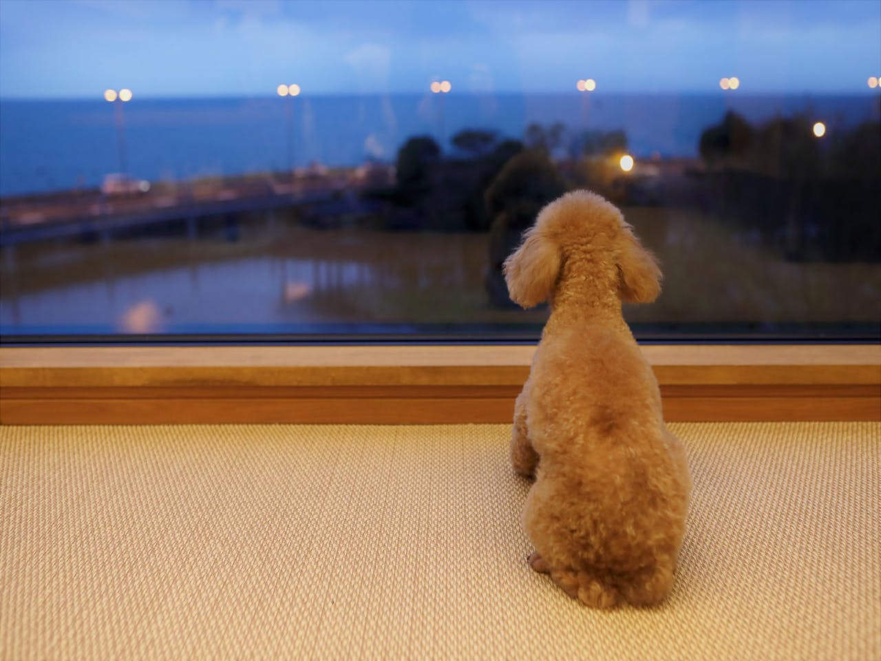 滋賀県の琵琶湖周辺など犬と泊まれるコテージ ホテルの宿10選 Iisentaku 滋賀県の琵琶湖周辺など犬と泊まれるコテージ ホテルの宿10選 Iisentaku