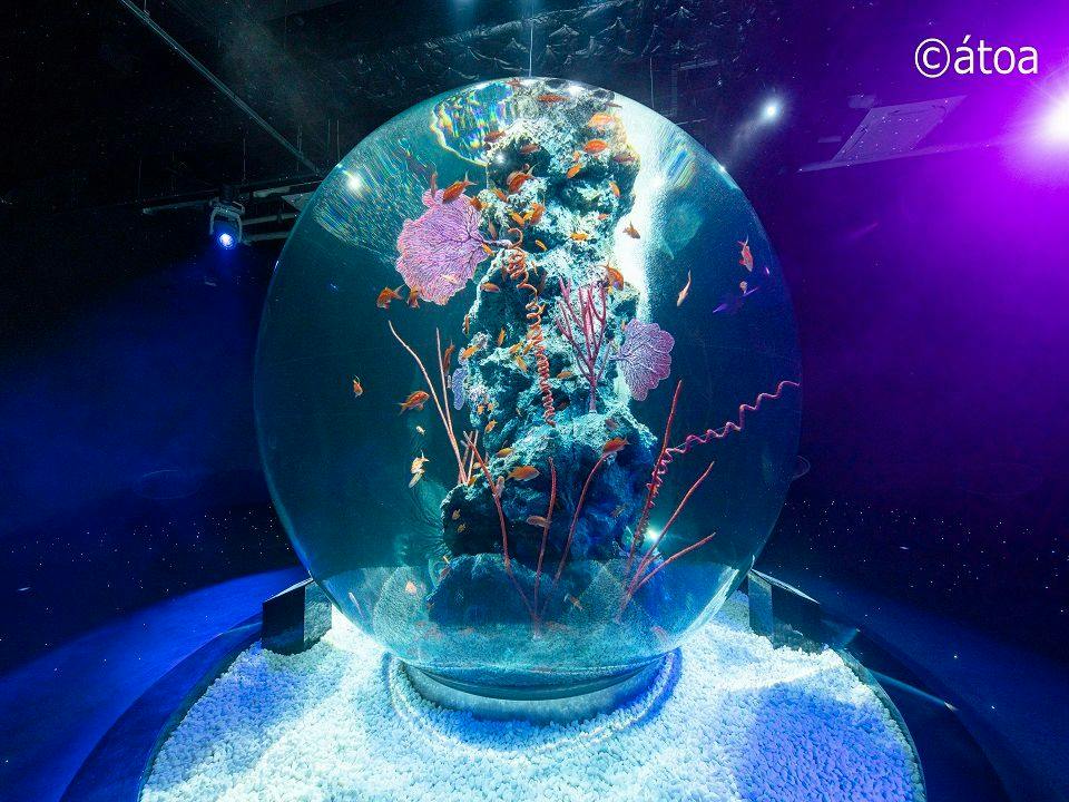 【AQUARIUM × ART】劇場型アクアリウム「atoa」入場券付きプラン＜素泊まり＞