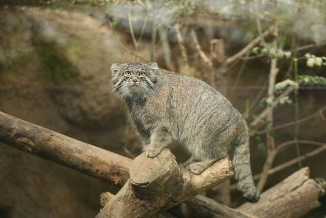 雨の日でも安心　神戸動物王国チケット付きプラン　ホテルモントレグループ評価No,1の朝食付き