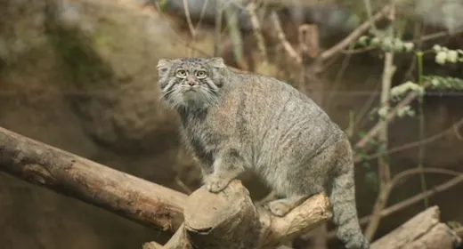 雨の日でも安心 神戸動物王国チケット付きプラン ホテルモントレグループ評価No,1の朝食付き