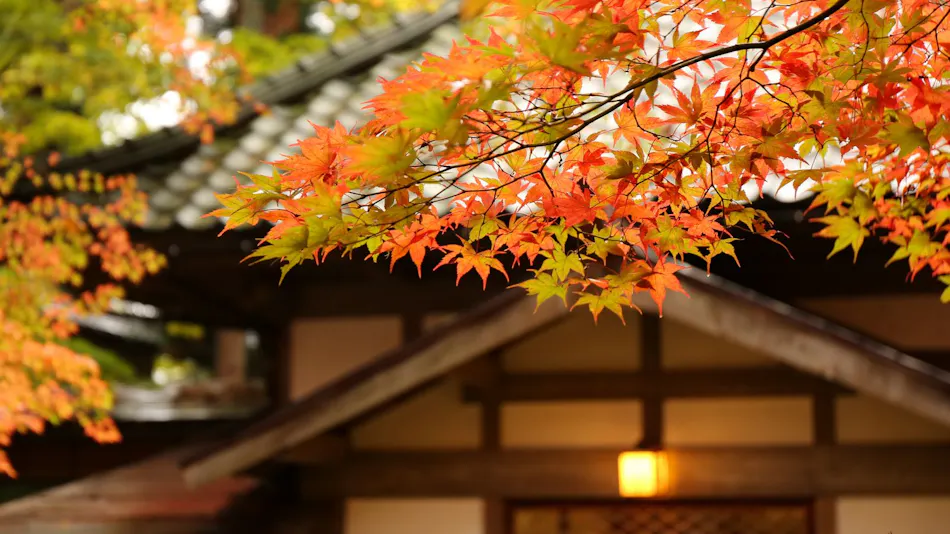 A Tranquil Forest Retreat with Historic Cultural Property Villas