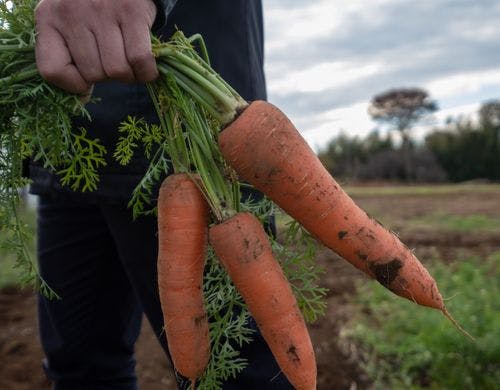 Kamakura cocon ingredient