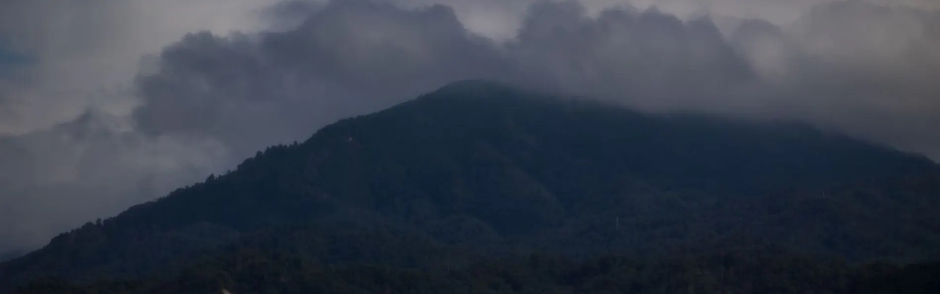 東山 四季花木
