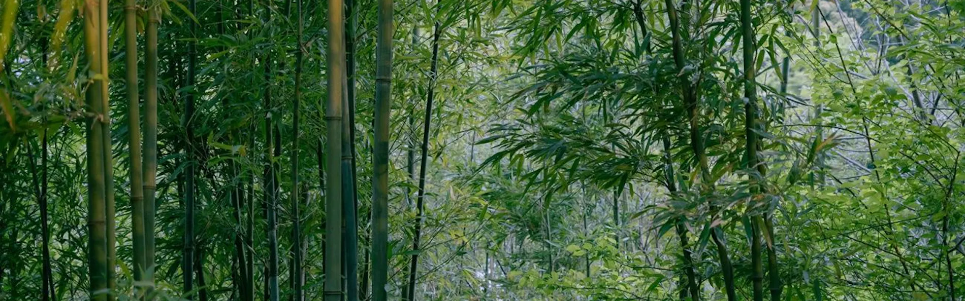 巛-sen-湯河原