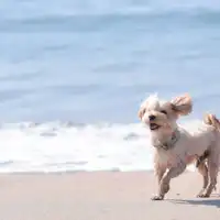 \Bersama anjing kesayangan di tepi pantai\