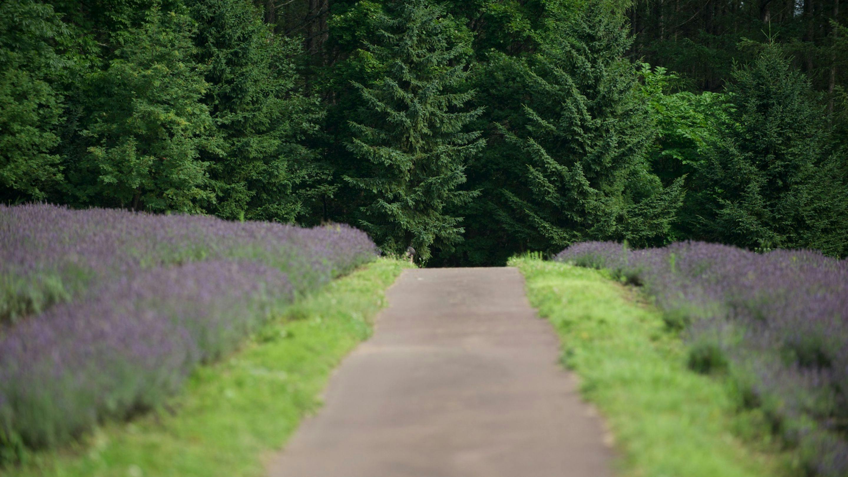 約3万5000坪の広大な森の中に佇むホテル