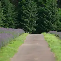 約3万5000坪の広大な森の中に佇むホテル