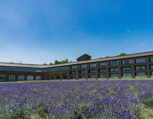 ６月下旬から早咲きラベンダーが咲き始めます