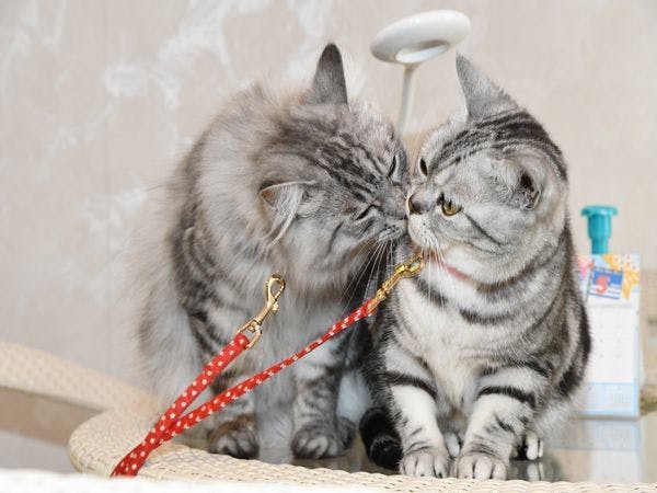 猫のいるお宿　プチホテル・フロマージュ
