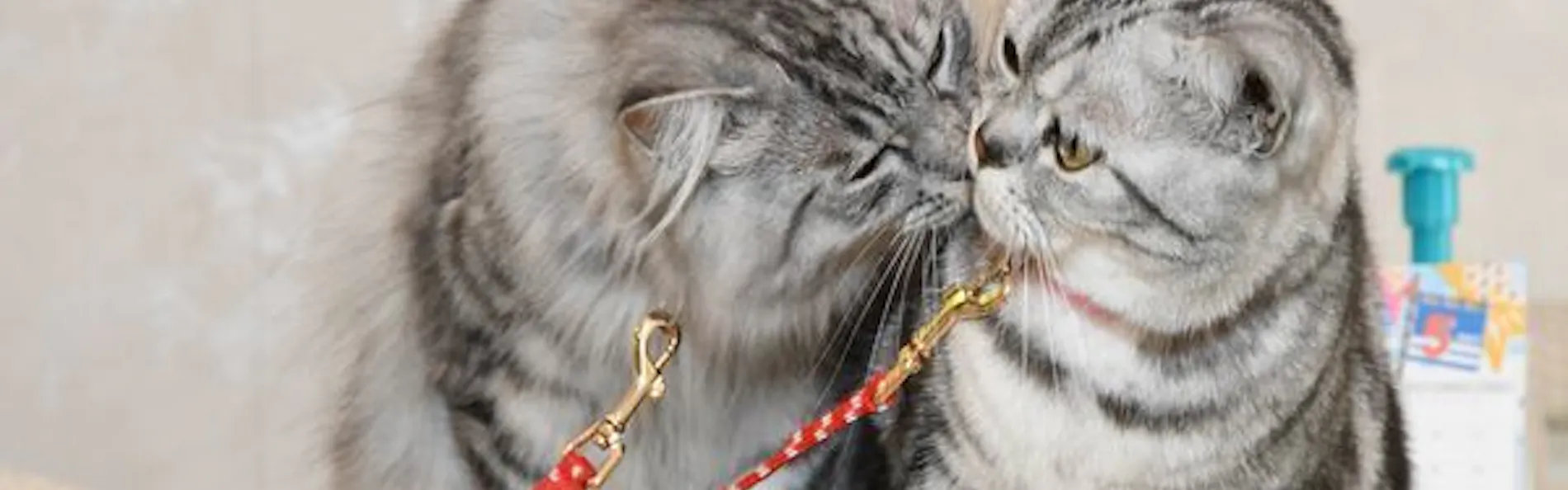 猫のいるお宿 プチホテル・フロマージュ