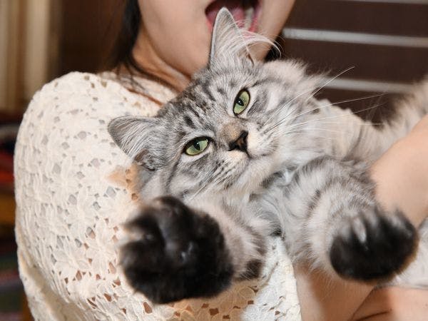猫のいるお宿　プチホテル・フロマージュ