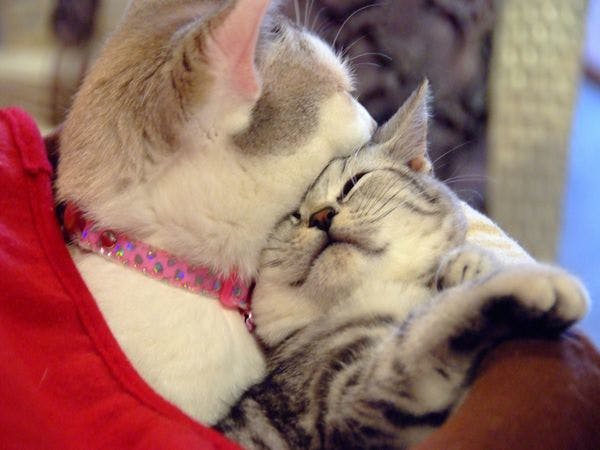 猫のいるお宿　プチホテル・フロマージュ