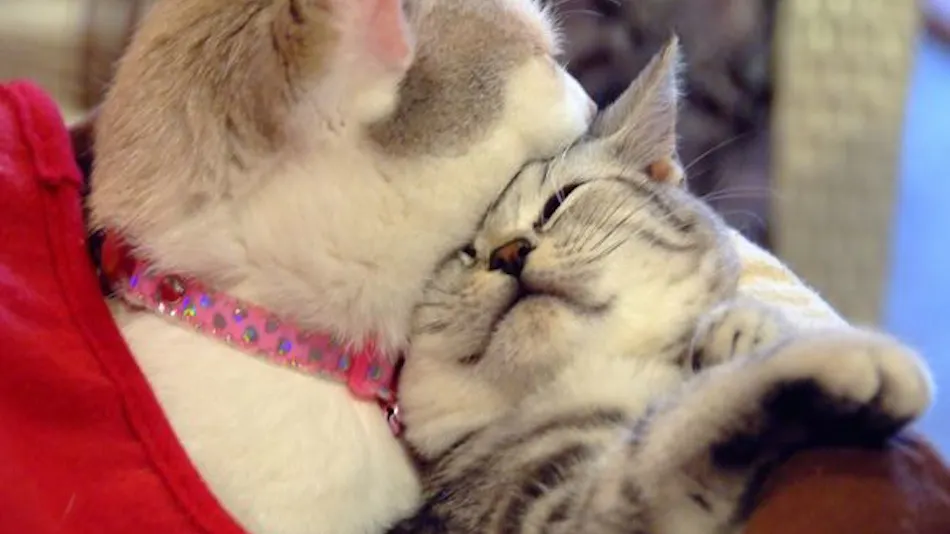 Petit Hotel Fromage with Cats