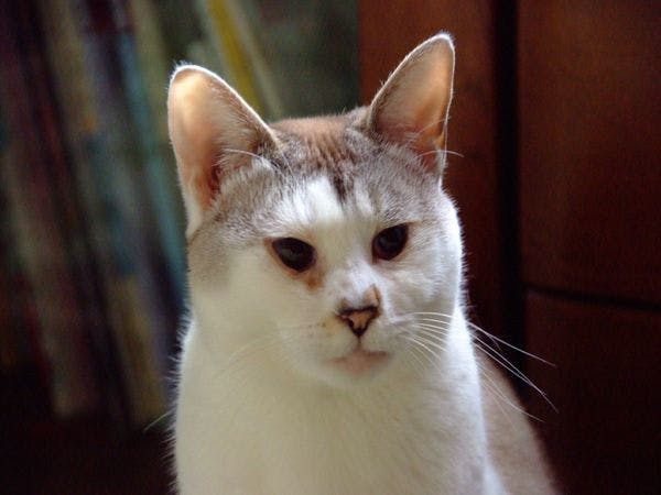 猫のいるお宿　プチホテル・フロマージュ
