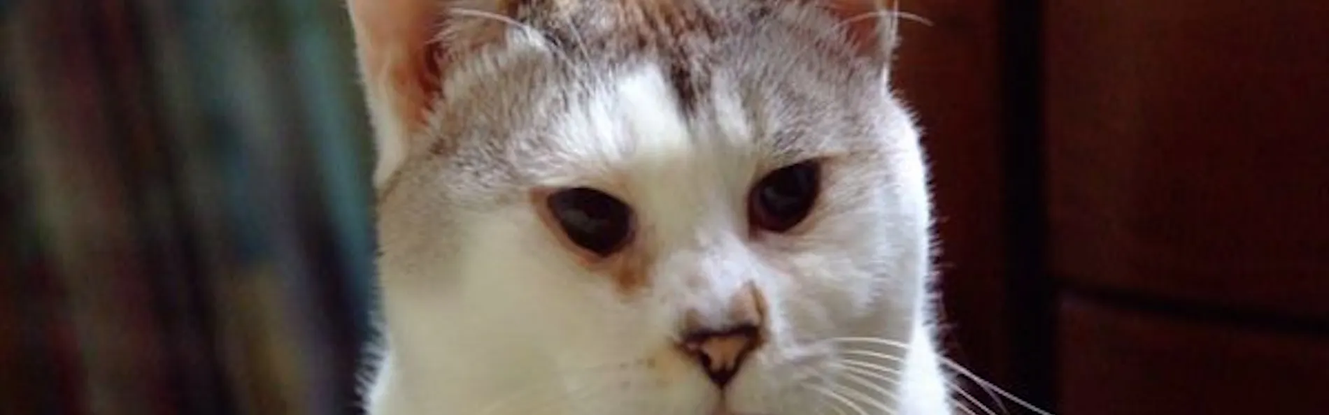 猫のいるお宿 プチホテル・フロマージュ