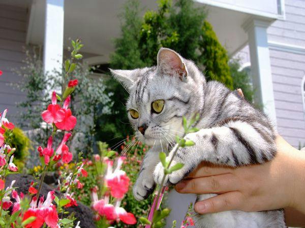 猫のいるお宿　プチホテル・フロマージュ