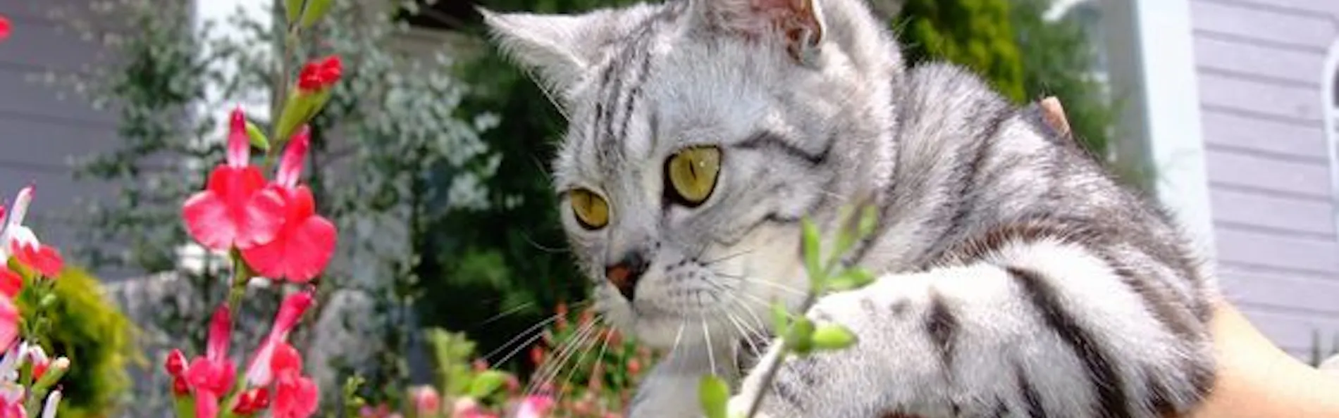 猫のいるお宿 プチホテル・フロマージュ