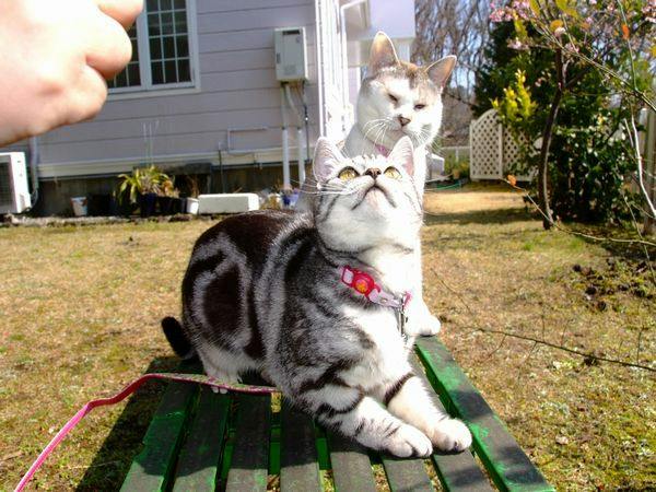 猫のいるお宿　プチホテル・フロマージュ