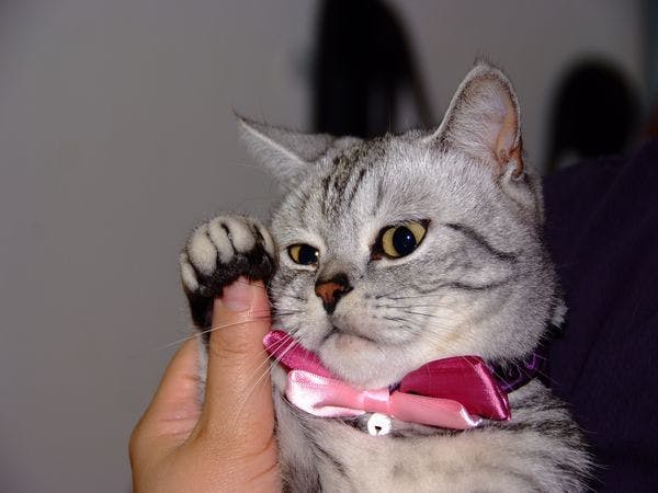 猫のいるお宿　プチホテル・フロマージュ