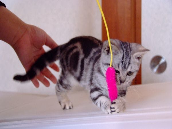 猫のいるお宿　プチホテル・フロマージュ
