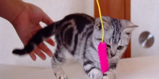 猫のいるお宿 プチホテル・フロマージュ
