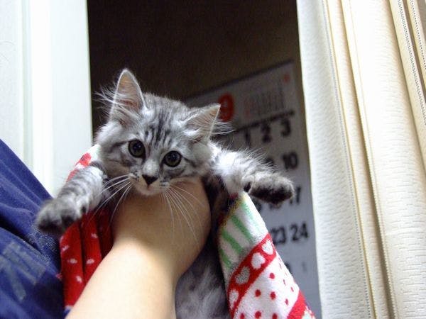 猫のいるお宿　プチホテル・フロマージュ