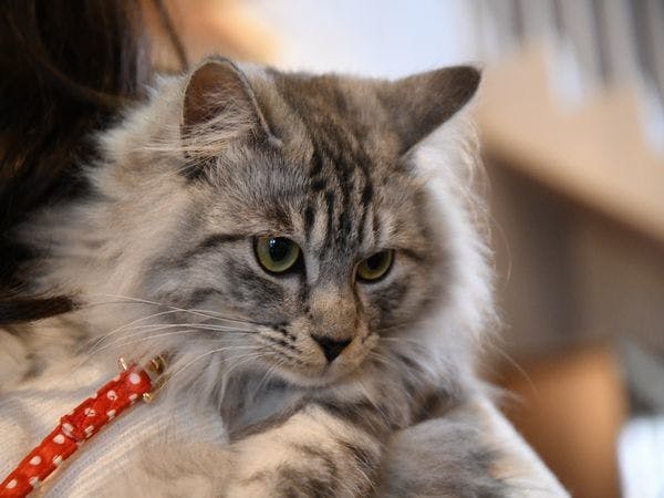 猫のいるお宿　プチホテル・フロマージュ