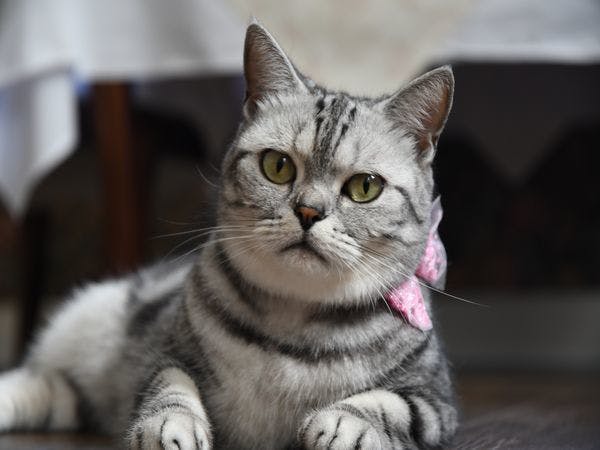 猫のいるお宿　プチホテル・フロマージュ