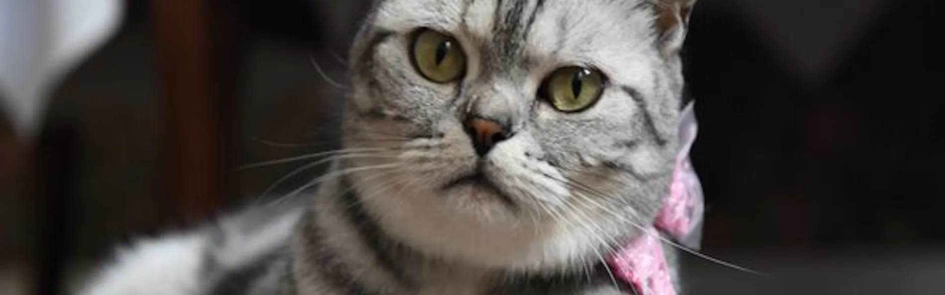 猫のいるお宿 プチホテル・フロマージュ