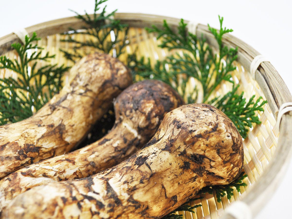 송이버섯을 호화롭게 사용한 【기간 한정 플랜】