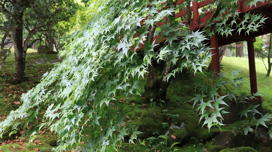Yumoto Ueyama