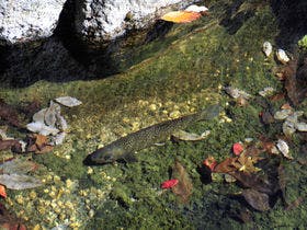 嵯峨塩鉱泉 嵯峨塩館 2枚目