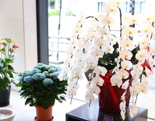 明るいロビーでは華やかな花々が