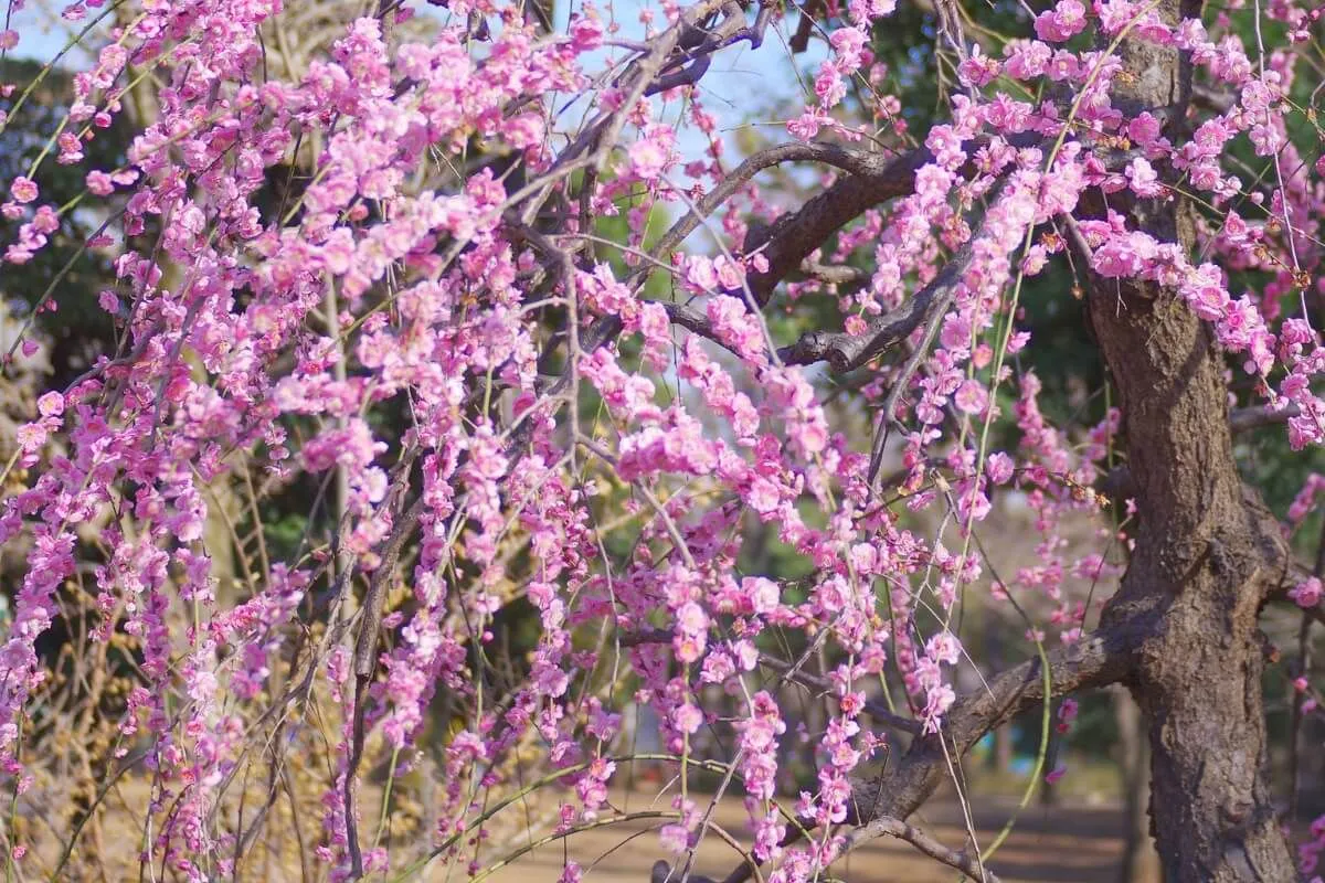 【不老園】人気の観梅スポットです