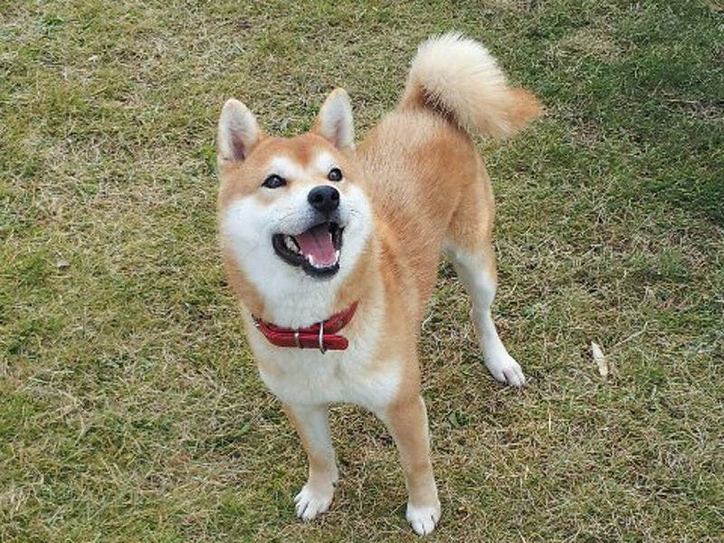 キャンプリゾート森のひととき