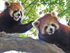 創業寛永二年　仙台　秋保温泉　岩沼屋