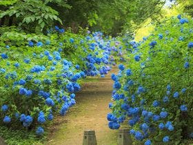創業寛永二年　仙台　秋保温泉　岩沼屋
