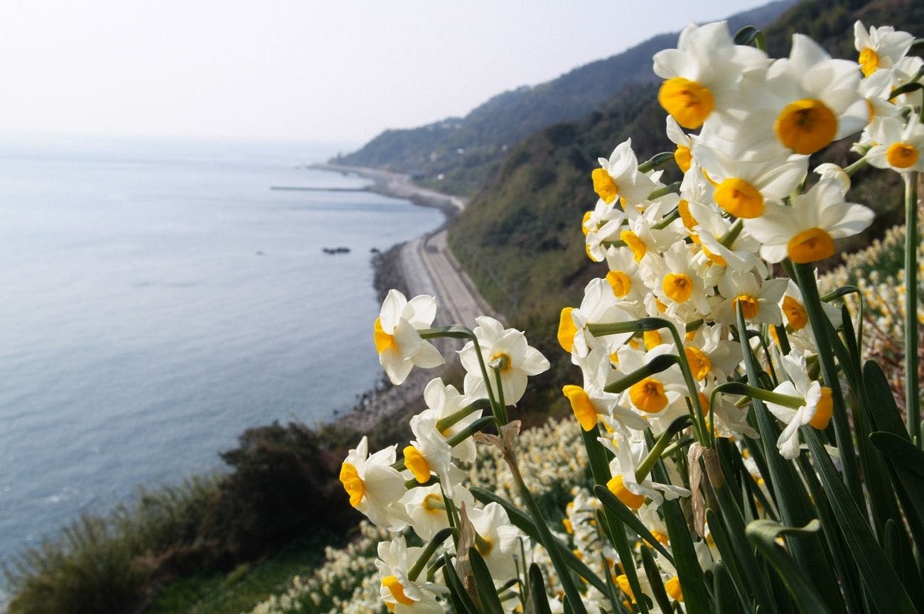 500 juta bunga daffodil yang menakjubkan di Nada Kuroiwa.