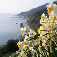 500 juta bunga daffodil yang menakjubkan di Nada Kuroiwa.