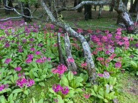 亀の井ホテル　奥日光湯元
